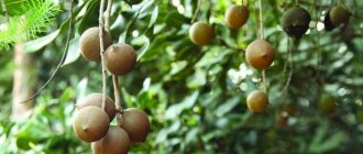 Австралийские орехи макадамия. Польза и вред для организма, сколько можно есть, калорийность, противопоказания