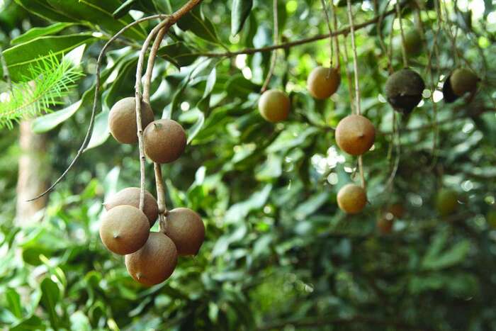 Australian macadamia nuts. Benefits and harms to the body, how much you can eat, calorie content, contraindications 