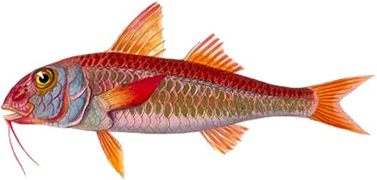 red mullet