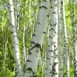 Birch sap benefits and harms