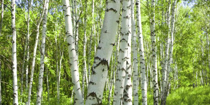 Birch sap benefits and harms