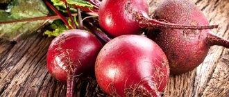 red beet medicinal properties and contraindications