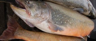 Где водится рыба голец, характеристика и разновидности морепродукта