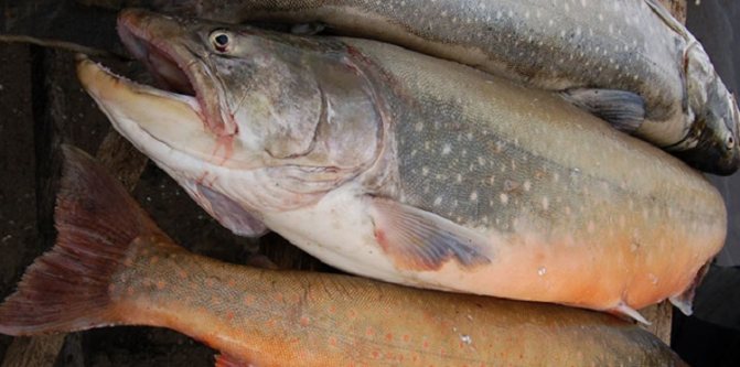 Где водится рыба голец, характеристика и разновидности морепродукта