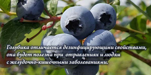 blueberry benefits