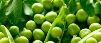 Peas - calorie content, beneficial properties, nutritional value, vitamins