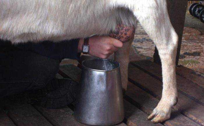 calorie content of goat milk