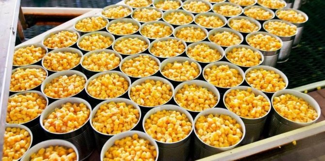 canned corn in production
