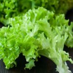 Лист салата полезные свойства и противопоказания
