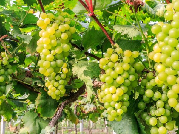 Описание зеленого винограда Кишмиш