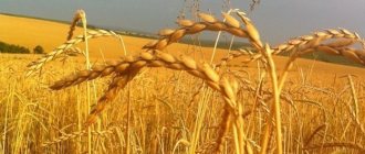 отличия полбы от пшеницы