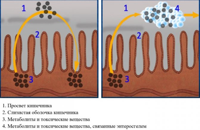 Losing weight with activated carbon. Recipe, how to take and how much, reviews from doctors 