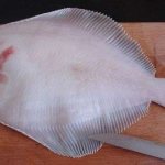 Useful properties of flounder