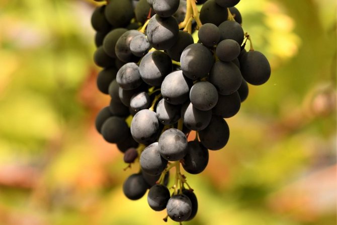 Польза черного винограда