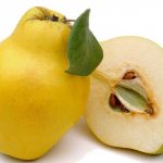 Польза и вред от употребления плодов айвы