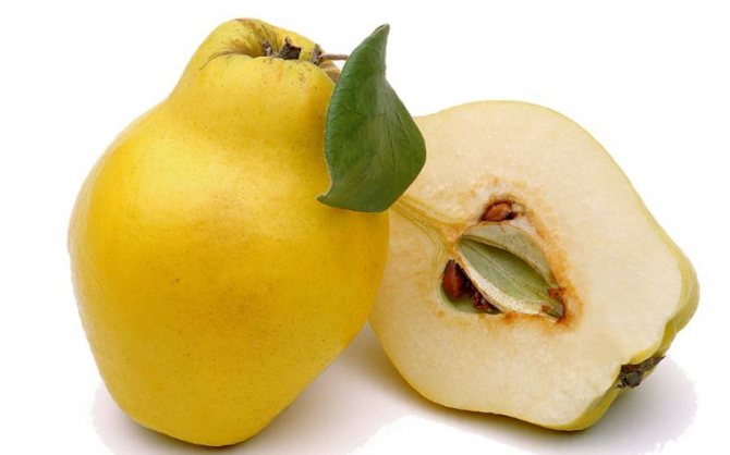 Польза и вред от употребления плодов айвы