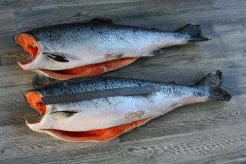 Coho salmon fish: where it lives and what it is useful for, calorie content, use and contraindications