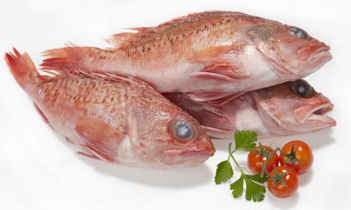 fish sea bass benefits and harms