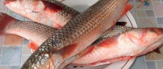 Рыба пеленгас: польза, калорийность | Вкусные рецепты
