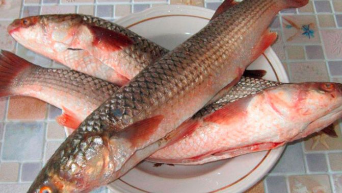 Fish pelengas: benefits, calorie content | Delicious recipes 
