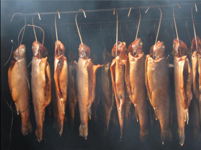 Fish hung on hooks for smoking