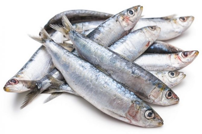 Sardine benefits and harm to the human body