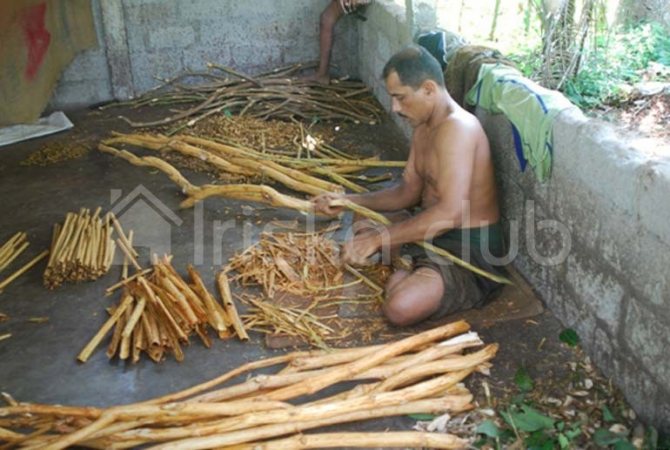 Sri Lanka cinnamon preparation photo