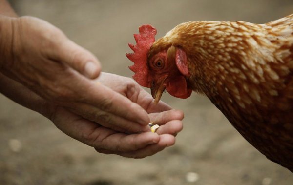 How many grams of feed should a laying hen be given per day?