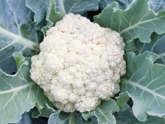 How many calories are in cauliflower?