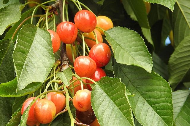 Tips about cherries